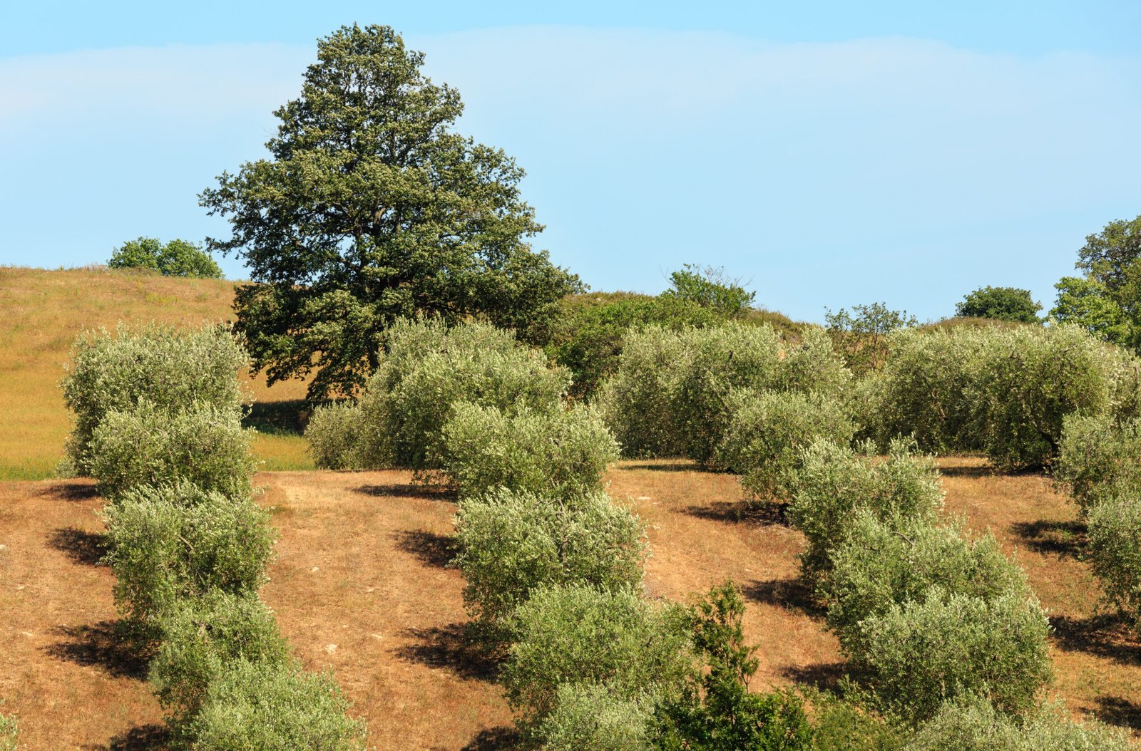 beautiful landscape of summer countryside with oli 2026 03 26 00 52 02 utc