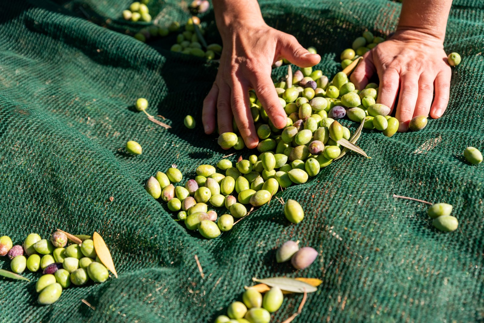 woman hands are picking fallen olives from nets under olive tree
