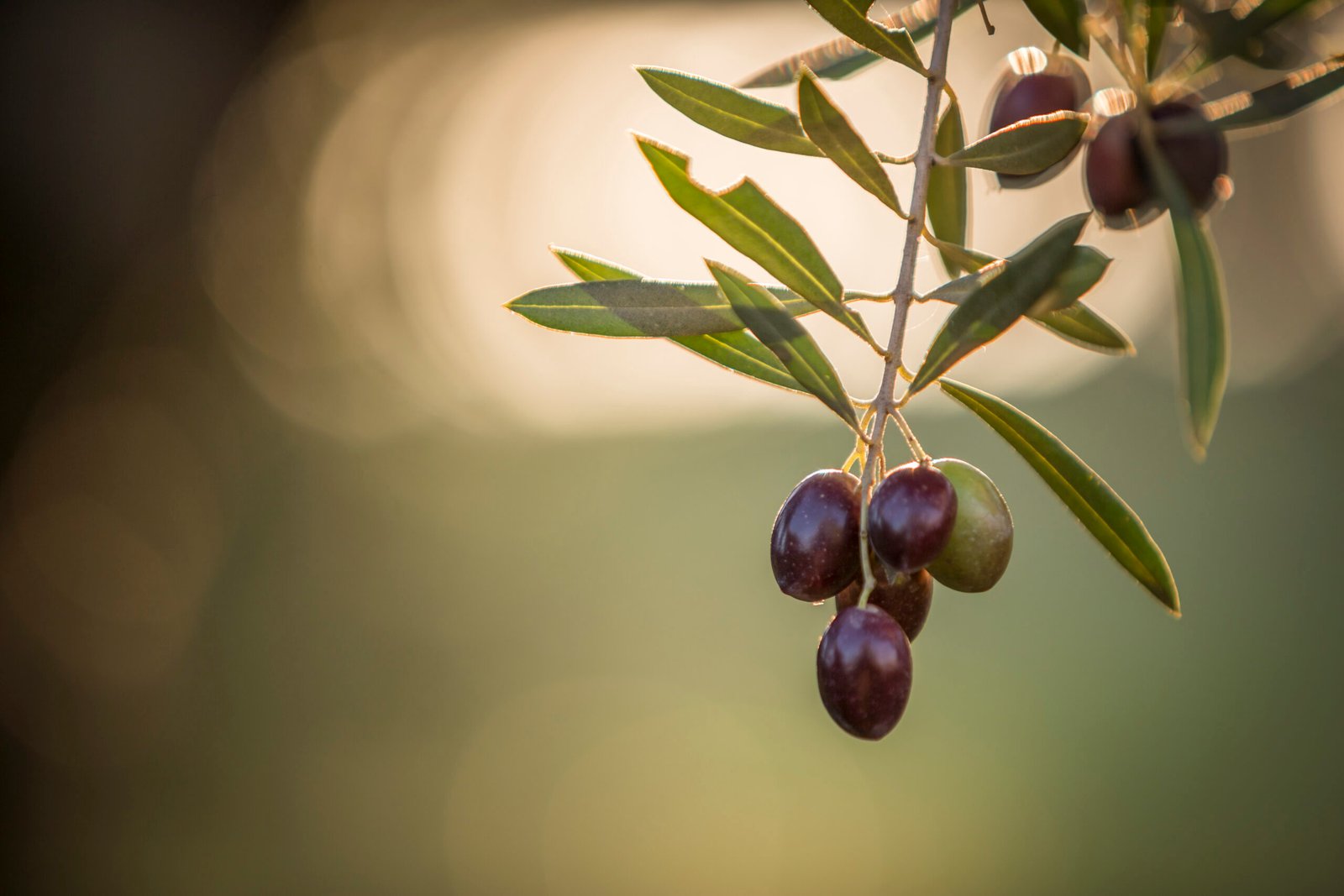 olives on olive tree at sunset near jaen, spain